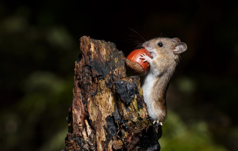 mammals, mice, animals, nuts