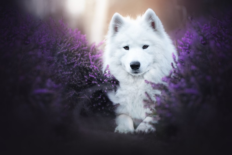 outdoors, mammals, animals, dog, plants, Samoyed