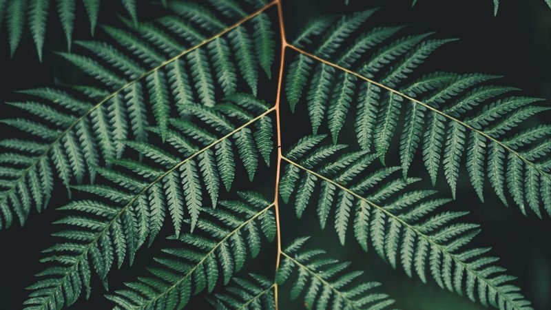fern, leaf, plant, carved, branch, green, 4k