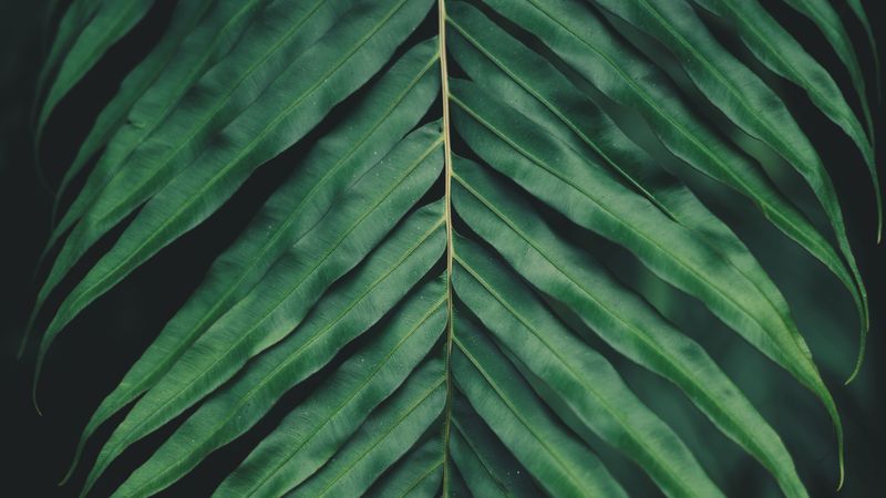 sheet, plant, green, carved, macro, blur, 4k