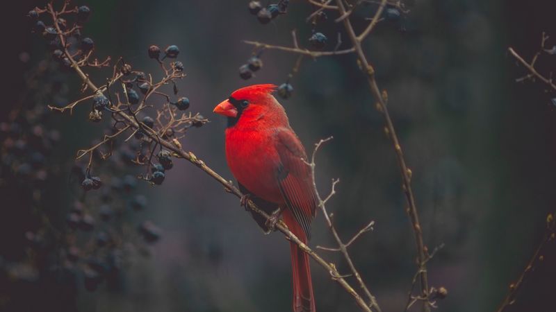 cardinal, bird, branches, color, red, 4k