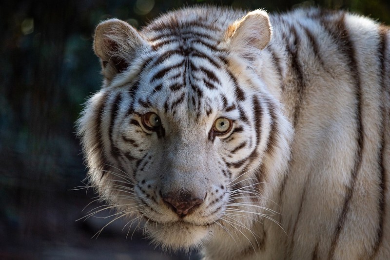 cats, animals, mammals, big cats, tiger