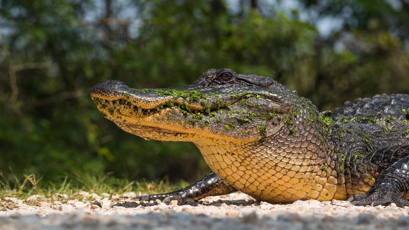 reptiles, alligators, animals