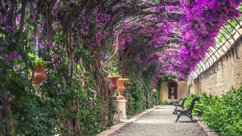 nature, pink flowers, plants, bench, Valencia (Spain), Spain, shade, architecture, pottery