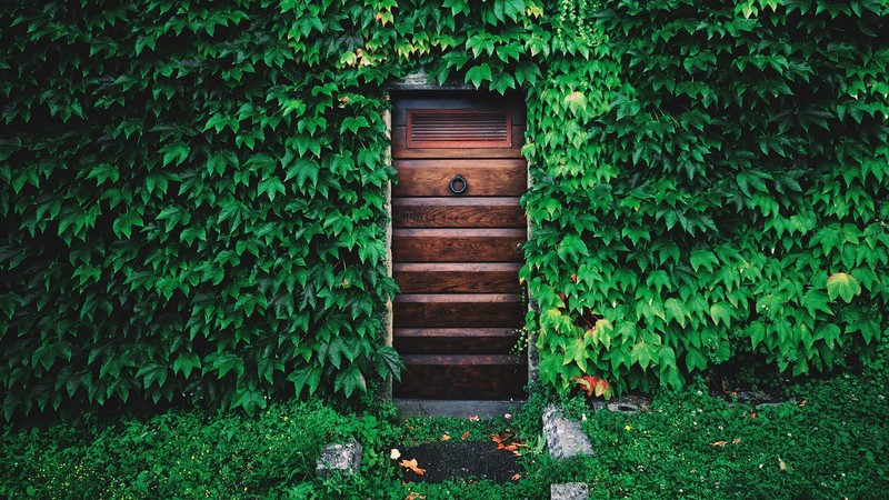 nature, leaves, door, rocks, plants, abandoned, Tuscany, Italy