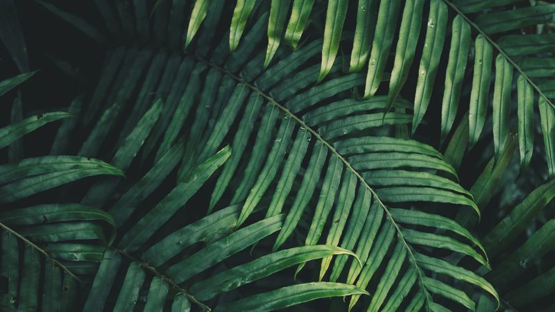 leaf, plant, green, carved, vegetation, branch, 4k