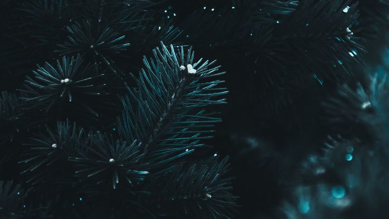 branch, needles, spruce, macro, blur, dark, 4k