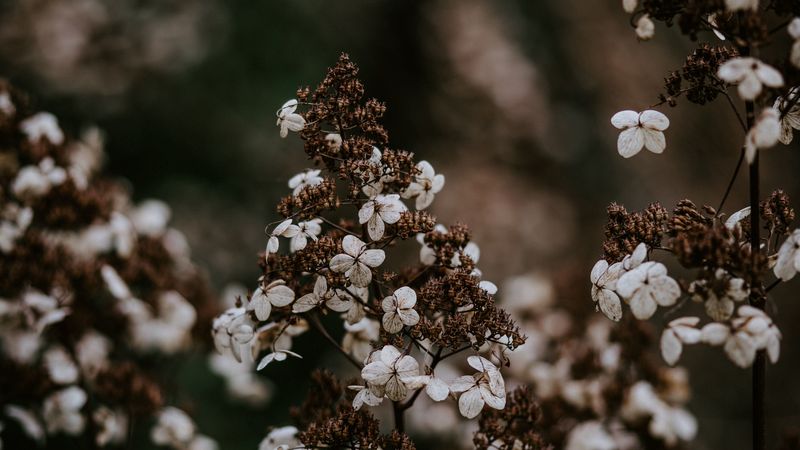 flower, dry, petals, blur, 4k