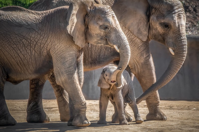 mammals, baby animals, elephant, animals