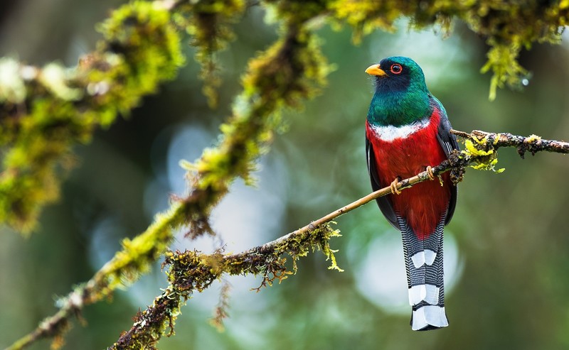 twigs, nature, animals, birds