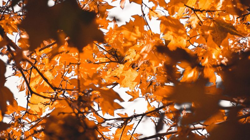 leaves, autumn, branches, blur, 4k