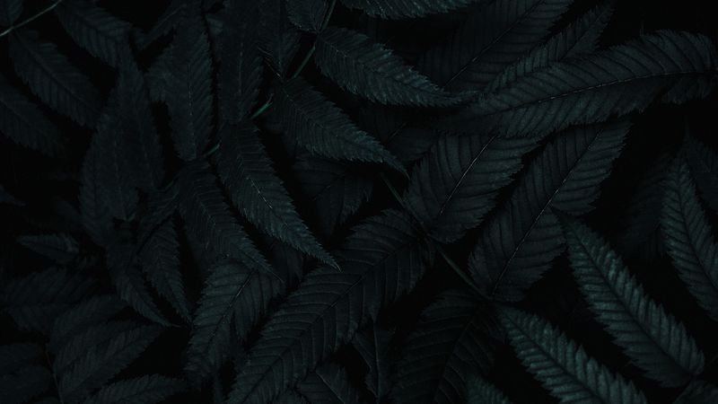 leaves, dark, plant, carved, bush, 4k
