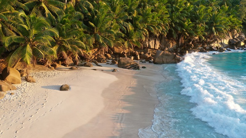 beach, sand, palm trees, water, photography