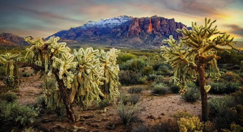 USA, Arizona, nature, plants, landscape, cactus