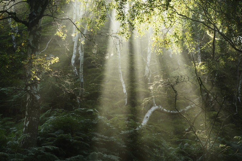 forest, plants, trees, nature, sun rays