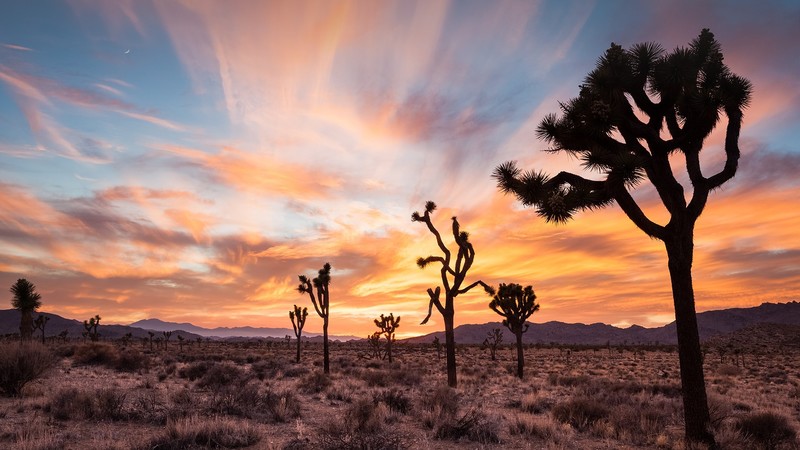 nature, landscape, clouds, sky, trees, plants, mountains, dawn, Moon, California, USA, Joshua Tree National Park
