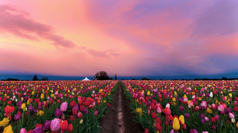 nature, landscape, flowers, tent, clouds, sky, field, farm, red flowers, pink flowers, yellow flowers, trees, Oregon, USA