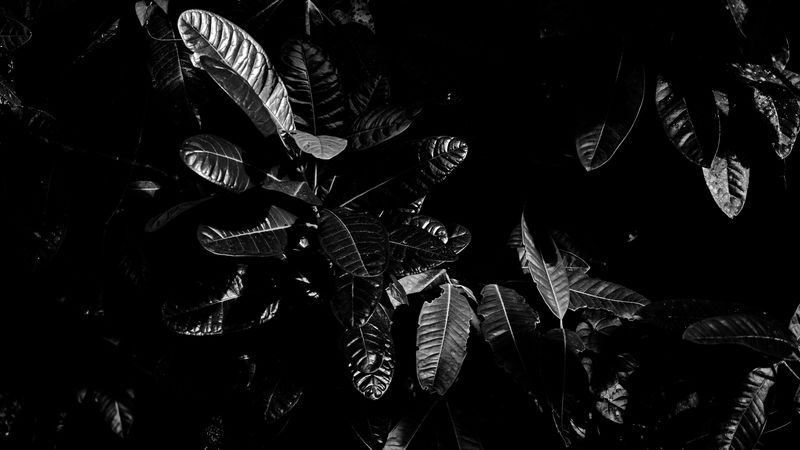 leaves, bw, dark, plant, black, 4k
