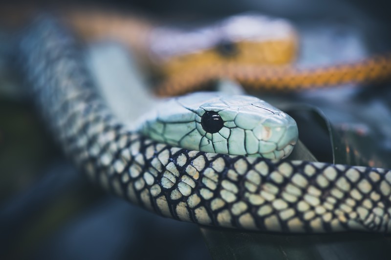 snake, animals, reptiles