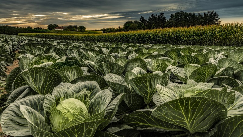 Agro (Plants), plants, field