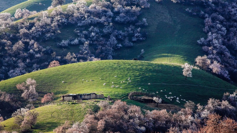 nature, landscape, sheep, trees, house, grass, field, hill, spring, China