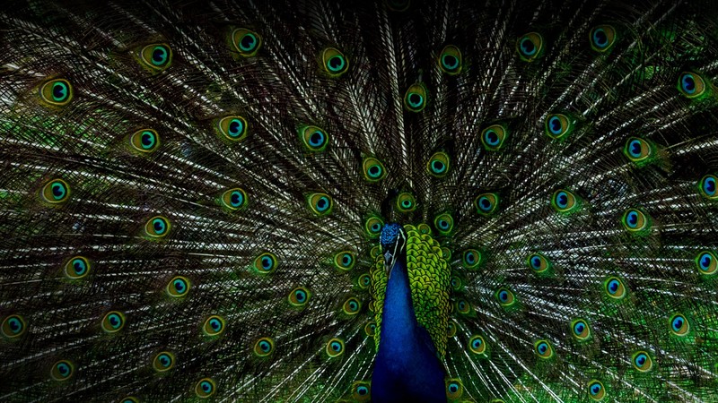 peacock, birds, feathers, blue, tail