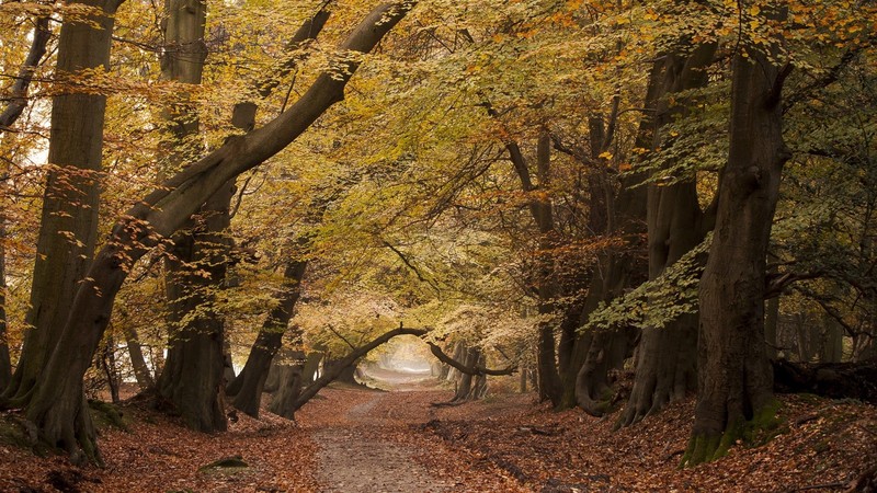 road, trees, fall, nature, landscape, leaves