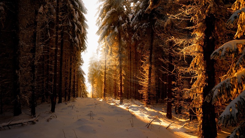 Germany, winter, snow, trees, forest, sunlight, sky, sun rays, nature, photography