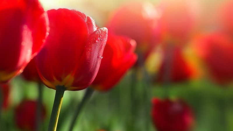 tulips, flowers, nature, dew, daylight, plants