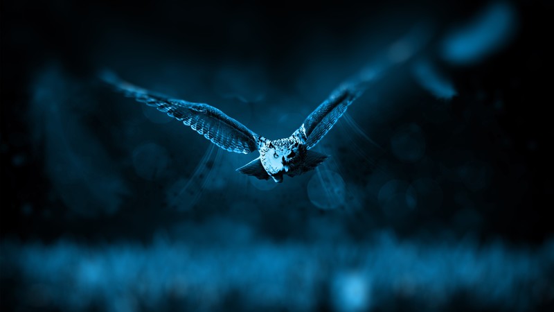birds, animals, night, owl, nature, frontal view