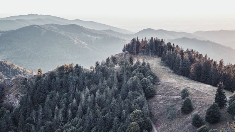 forest, trees, mountains, fog, landscape, 4k