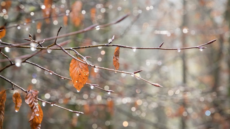 twigs, leaves, water drops, nature, fall, photography, trees