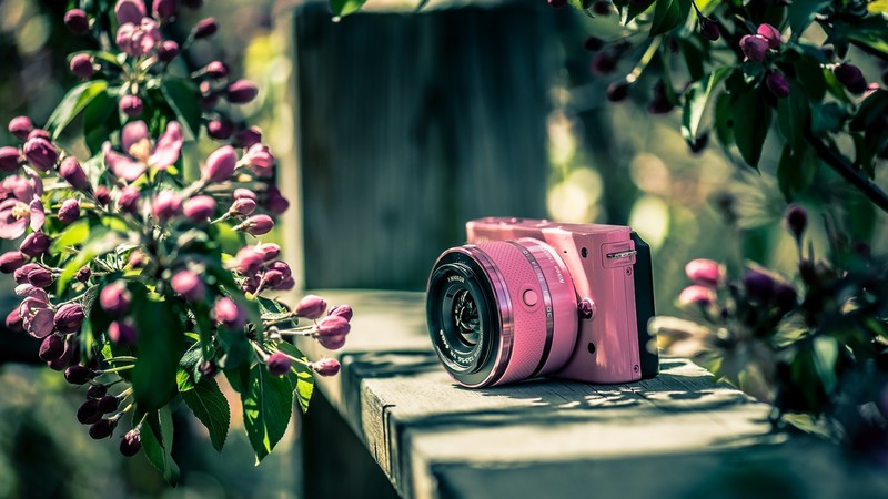 Nikon, camera, flowers, plants, nature, photography, garden