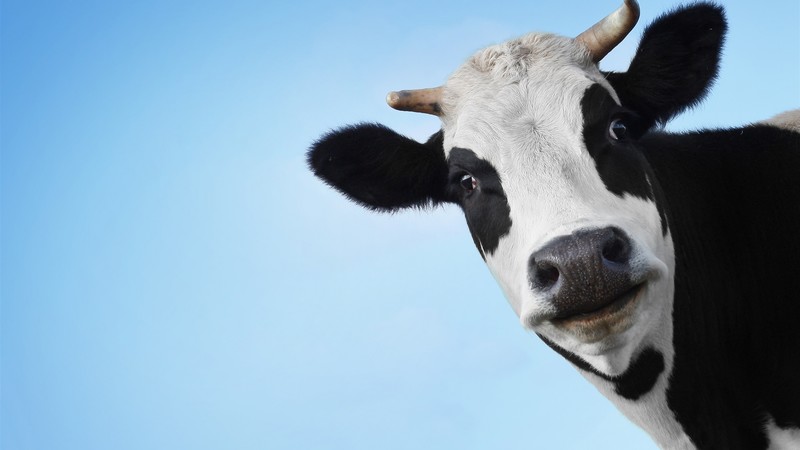 cow, animals, sky, clear sky, blue, black, white