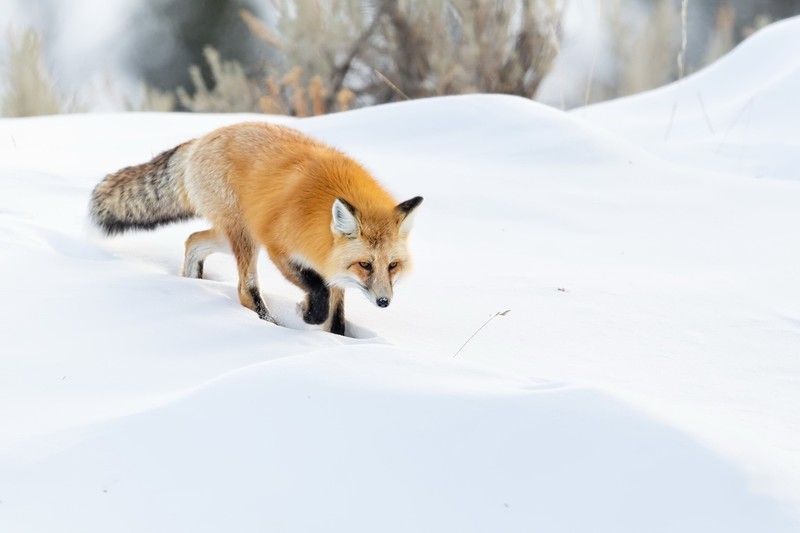 cold, mammals, animals, snow, winter, fox