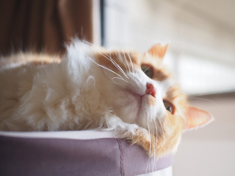 mammals, cats, animals