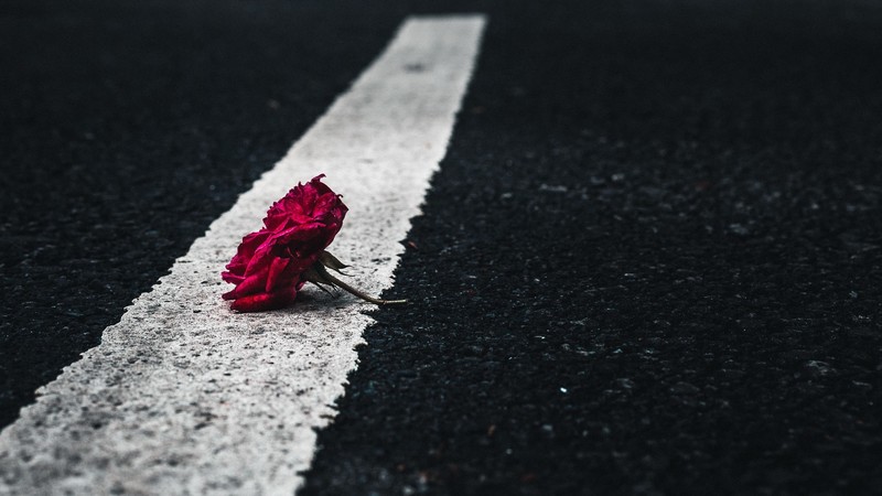 nature, road, rose