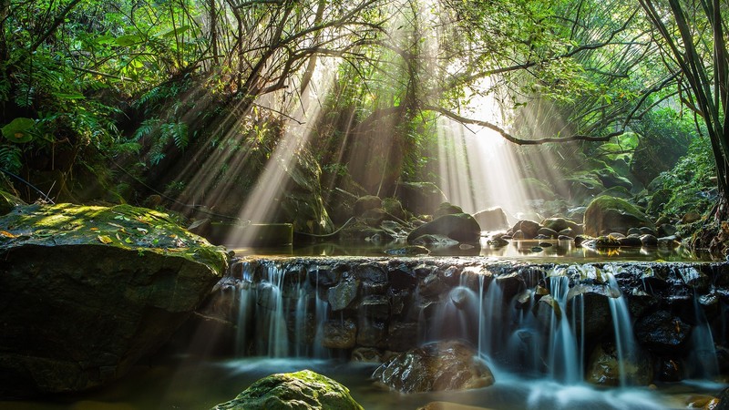 nature, landscape, forest, bamboo, rocks, water, long exposure, leaves, sun rays, Taipei, Taiwan