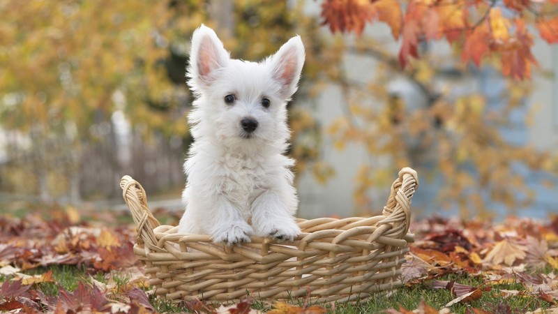 dog, baskets, fall, grass, leaves, trees, plants, nature, animals
