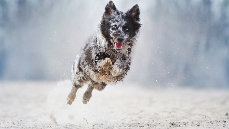 dog, animals, winter, snow, running, jumping