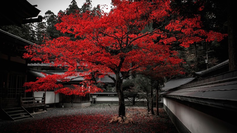 trees, building, plants, leaves, Japan, red leaves, fall, sky, wall, stairs, rooftops