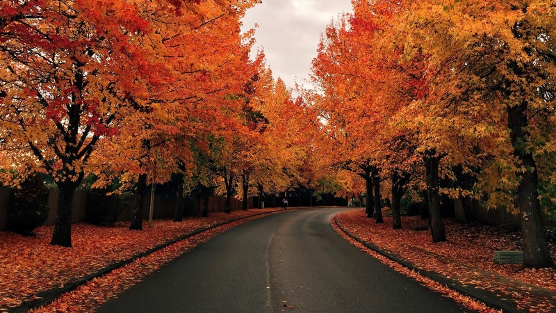 fall, nature, road, leaves, people, sky, clouds, trees