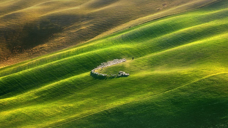 grass, field, sheep, men, Tuscany, Italy, shepherd, aerial view