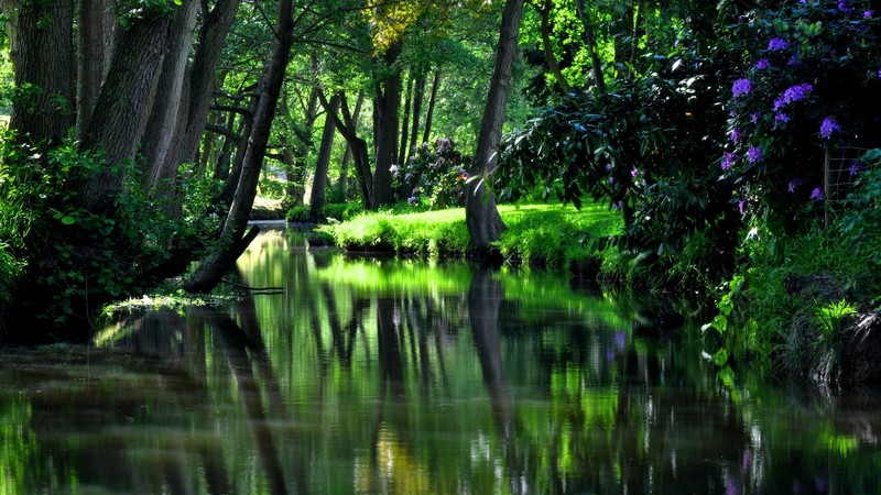 river, water, trees, grass, plants, nature, sunlight