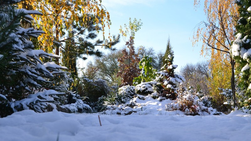 winter, snow, clear sky, nature, trees, plants, daylight, sunlight