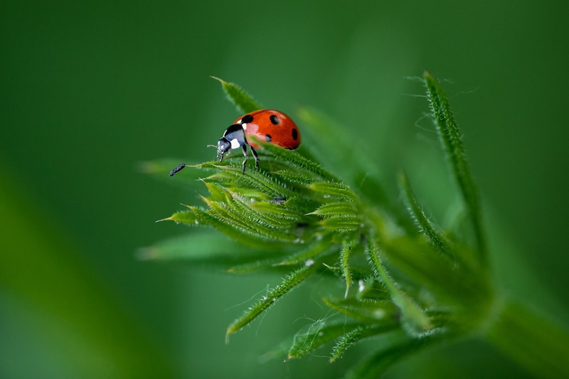 animals, plants, insect, ladybugs