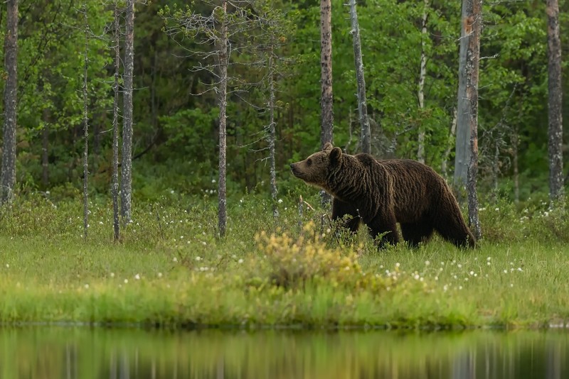 nature, mammals, bears, animals