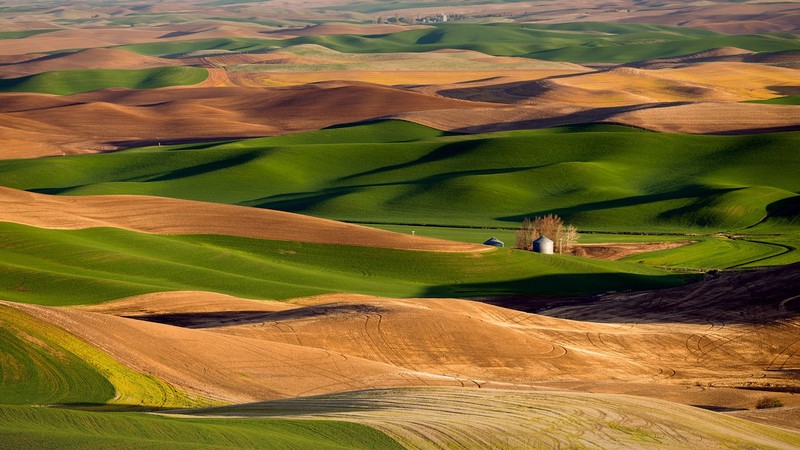 landscape, nature, hills, field, grass, silo, trees, sunrise, Palouse, Washington, USA