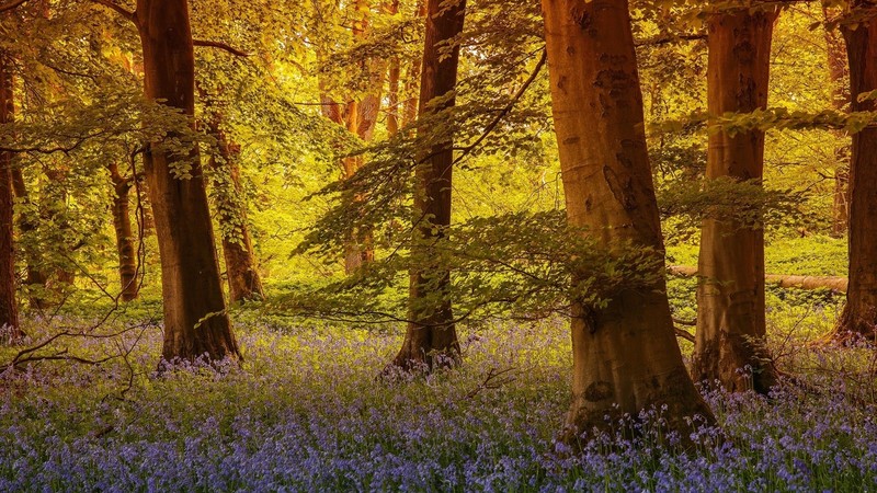 England, North Yorkshire, trees, flowers, nature