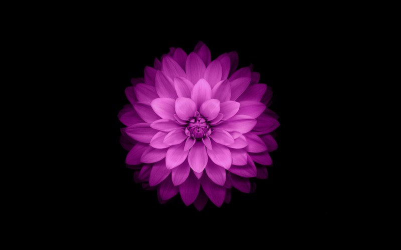 flowers, plants, black background